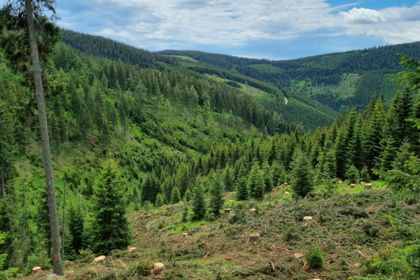 räumung über naturverjüngung, © ZT Waldbüro, Photographer: Katharina Fleischhacker