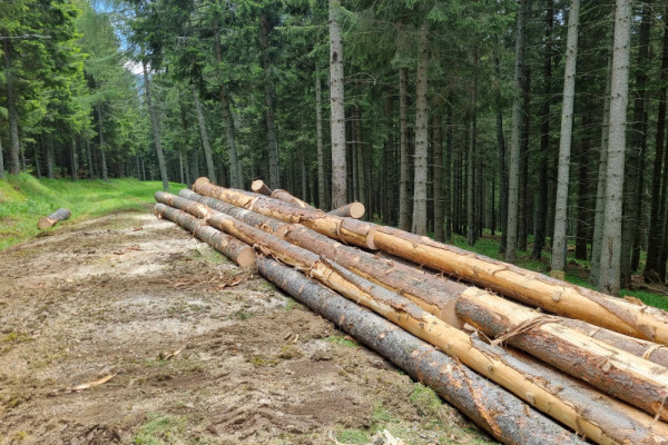 20230616_133647-min.jpg, Picturerights © Waldbüro RG ZT GmbH | Picture © Katharina Fleischhacker