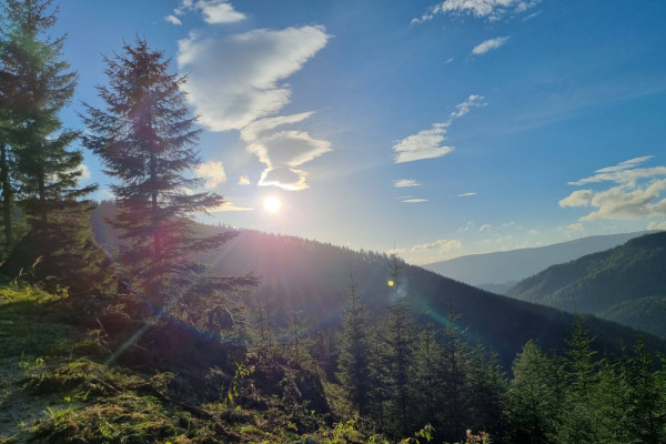 20230921_175622-min.jpg, Picturerights © Waldbüro RG ZT GmbH | Picture © Katharina Fleischhacker