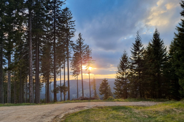 20240430_192658-min.jpg, Picturerights © Waldbüro RG ZT GmbH | Picture © Katharina Fleischhacker