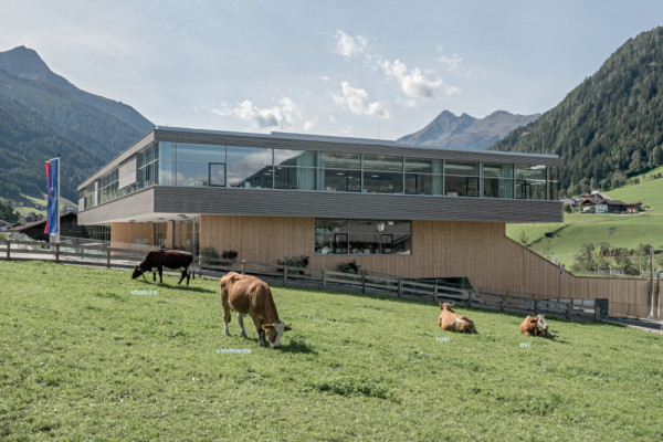 cows.jpg, Picturerights © hertha hurnaus cows.jpg, Picturerights © hertha hurnaus
