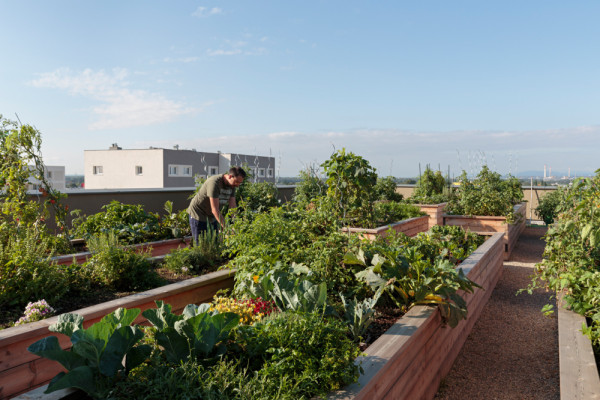 Dachterrasse / Urban Gardening, Picturerights © Paul Sebesta